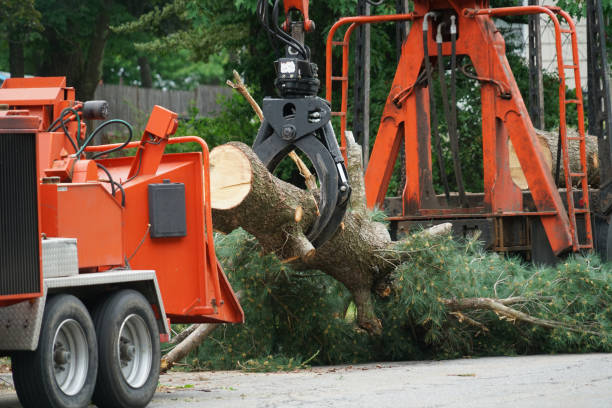 Trusted Sleepy Hollow, CA  Tree Services Experts