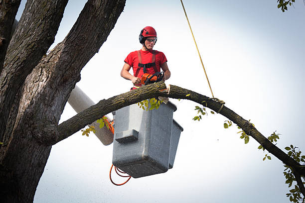 Why Choose Our Tree Removal Services in Sleepy Hollow, CA?